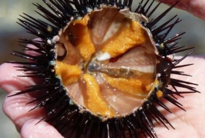 Sea Urchin.JPG
