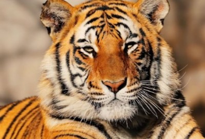 Bengal Tiger.JPG
