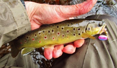 First trout of the day  (Medium).JPG