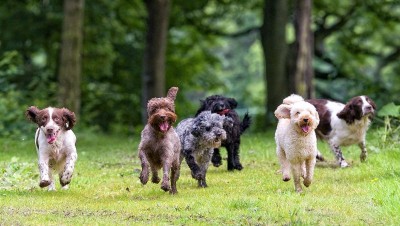 Happy-Dogs-playing.jpg
