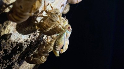 cicadahatch.jpg