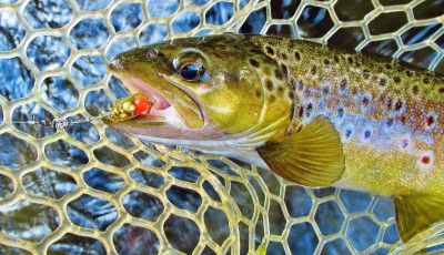 Brown trout taken on gold Black Fury. (Medium).JPG