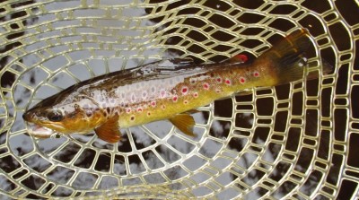 Another dark tannin water wild brown trout..JPG