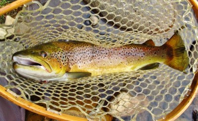 Mersey River river wild brown trout, 2.2 kgs..JPG