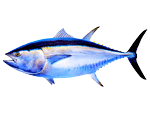 Bluefin